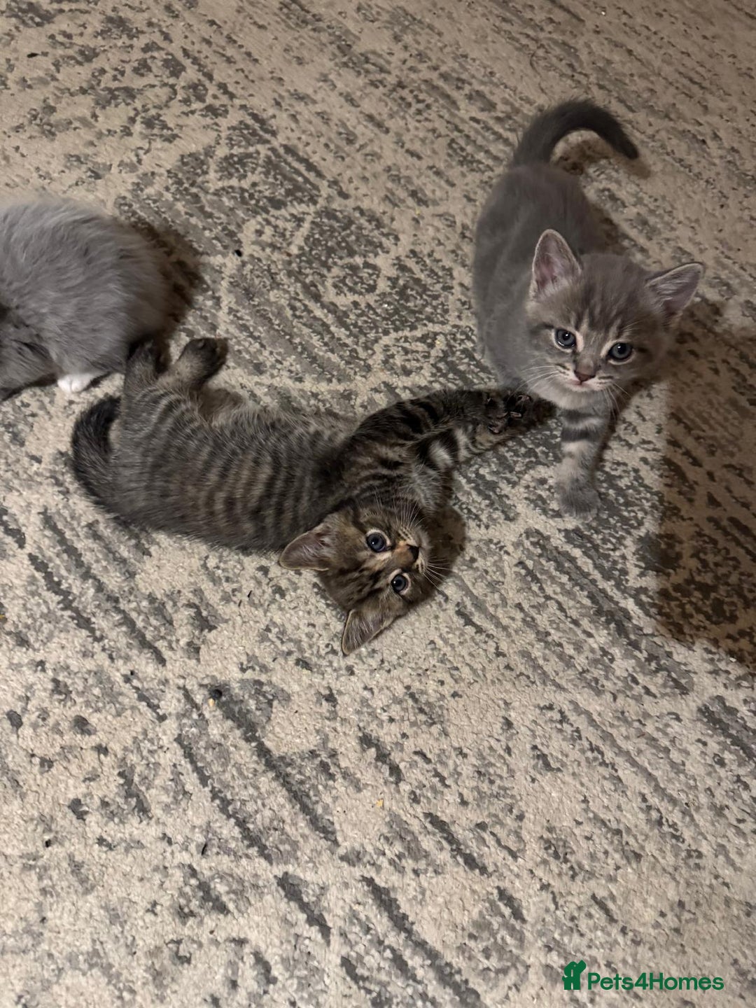 British Shorthair cats for sale: Beautiful cats  - Image 11