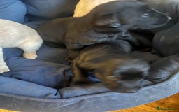 Labrador Retriever dogs for sale: Stunning Labrador puppies - Advert 5