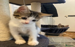 European cats for sale: 4 Cute & Cuddly Kittens Ready For Forever Home - Image 11