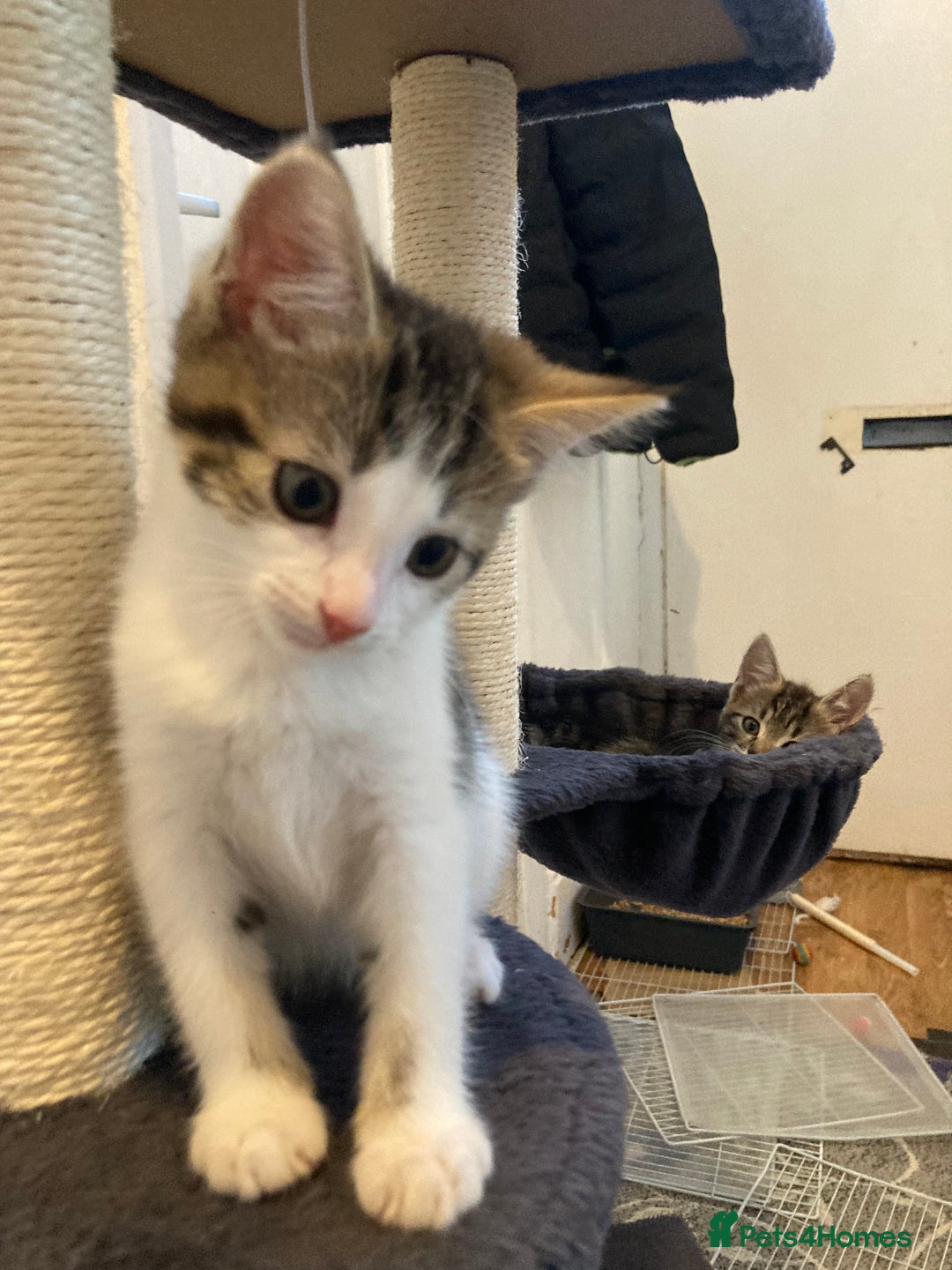 European cats for sale: 4 Cute & Cuddly Kittens Ready For Forever Home - Image 11