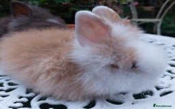 Lionhead rabbits for sale: PUREBRED DOUBLE/TEDDY LION HEAD BABIES  - Image 13