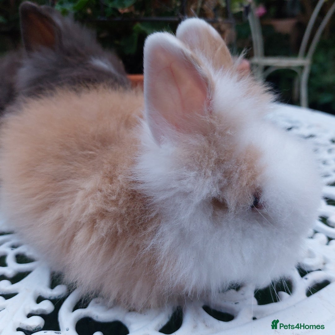 Lionhead rabbits for sale: PUREBRED DOUBLE/TEDDY LION HEAD BABIES  - Image 13