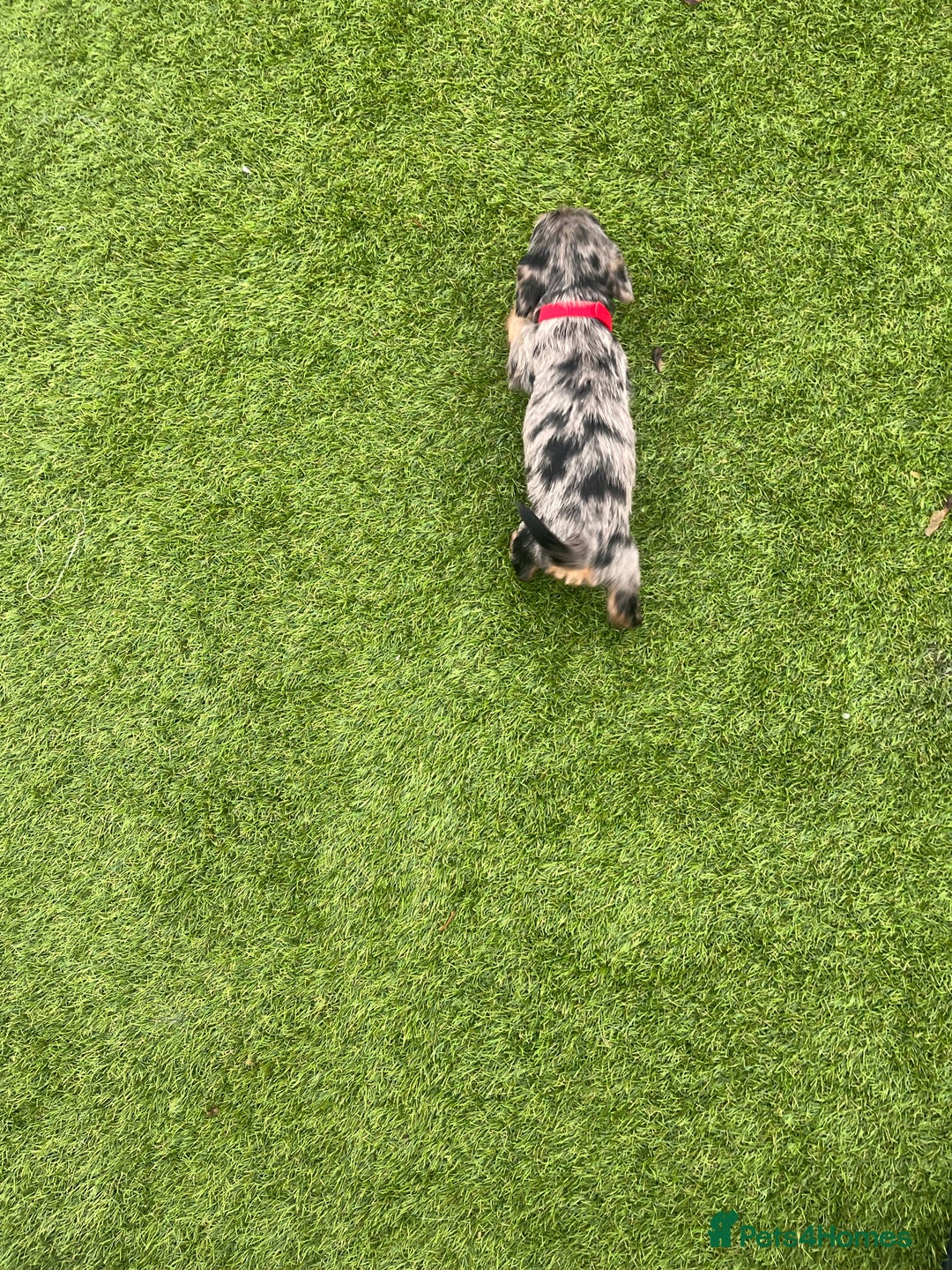 Mixed Breed dogs for sale: 5 beautiful jackshund puppies for sale - Advert 33