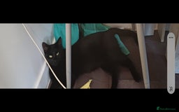 Mixed Breed cats for sale: No money wanted. 2 adult spay females need home - Image 2