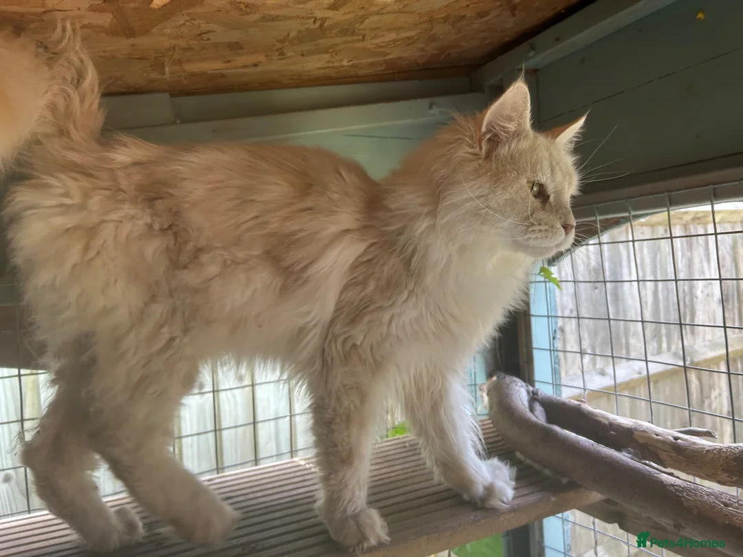 Maine Coon cats for sale: READY NOW. Two tica registered girls. 1 poly  - Advert 2