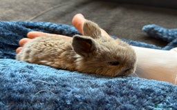 Mini Lop rabbits for sale: Pure Bred Mini Lop babies - Advert 5