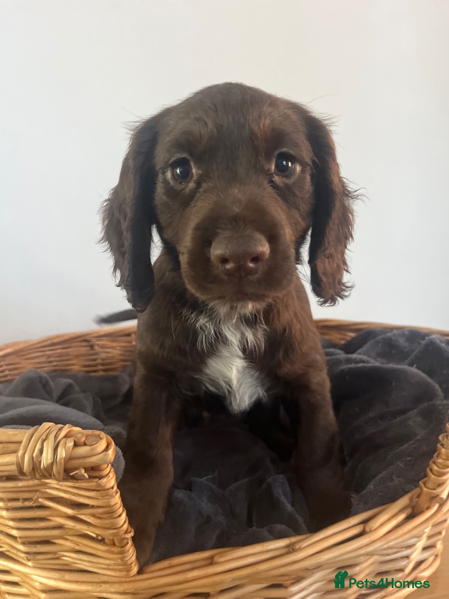 Sprocker dogs 7 Sprocker Puppies  - Advert 6