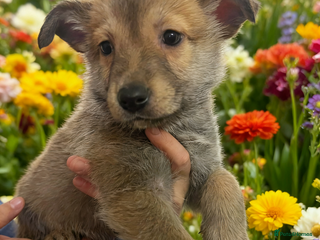 Mixed Breed dogs 4 belgian malinois mix cross German shepherd - Advert 8