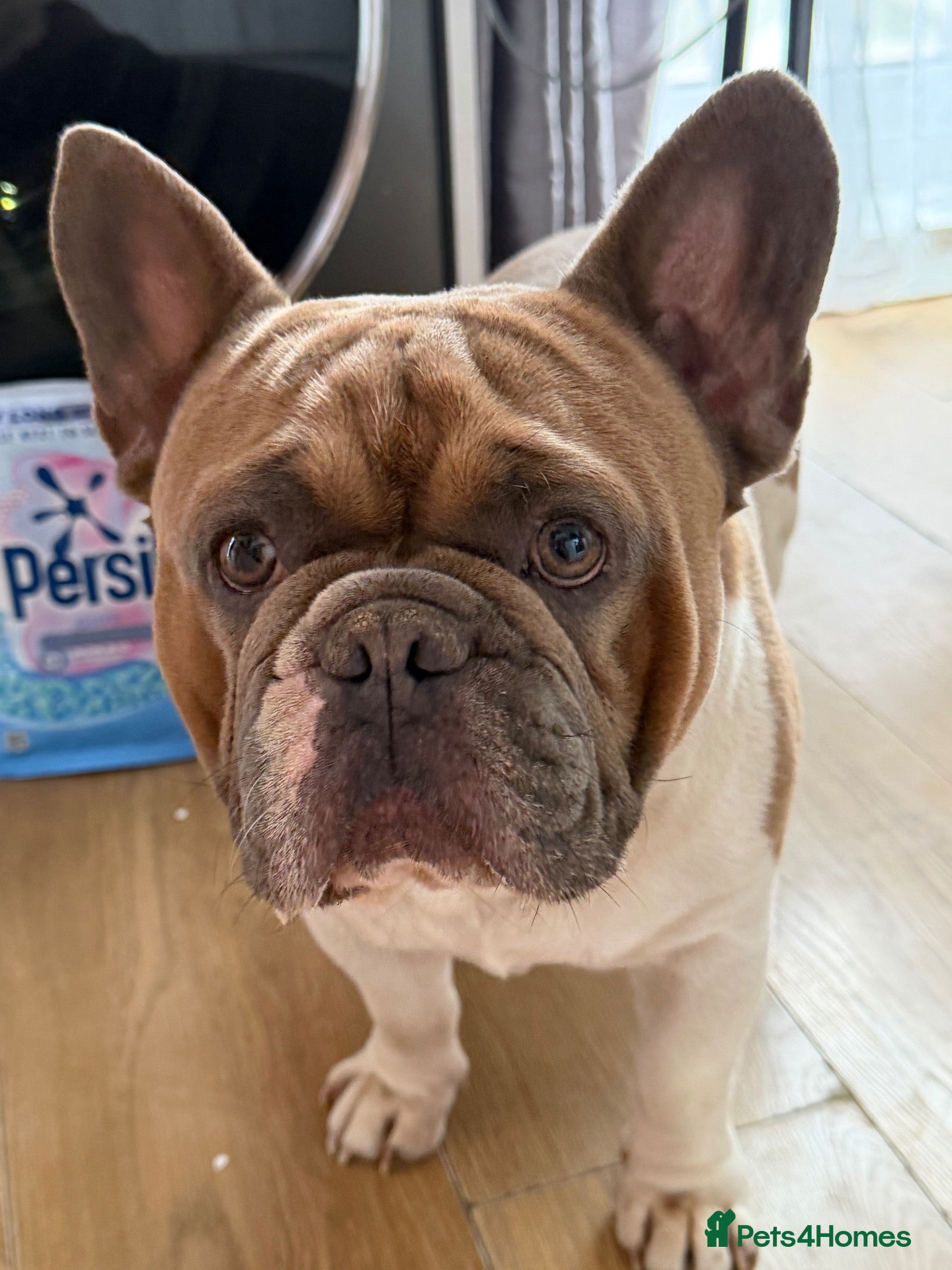 French Bulldog dogs French bulldog for sale. - Advert 17