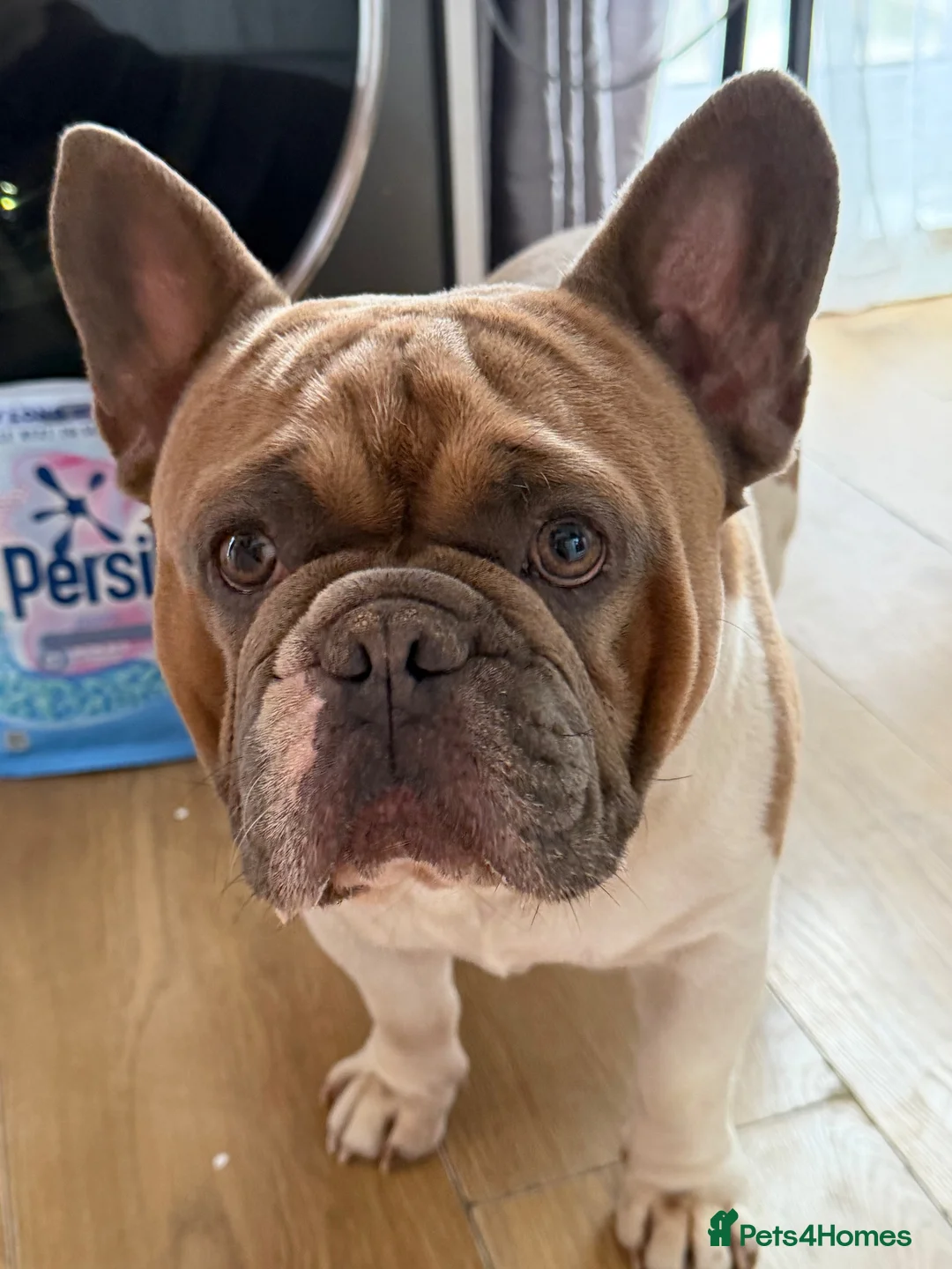 French Bulldog dogs for sale: French bulldog for sale. in King's Lynn - Advert 1