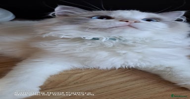 Ragdoll cats - Advert 11