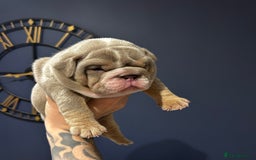 Mixed Breed dogs for sale: English bulldogs  - Advert 12
