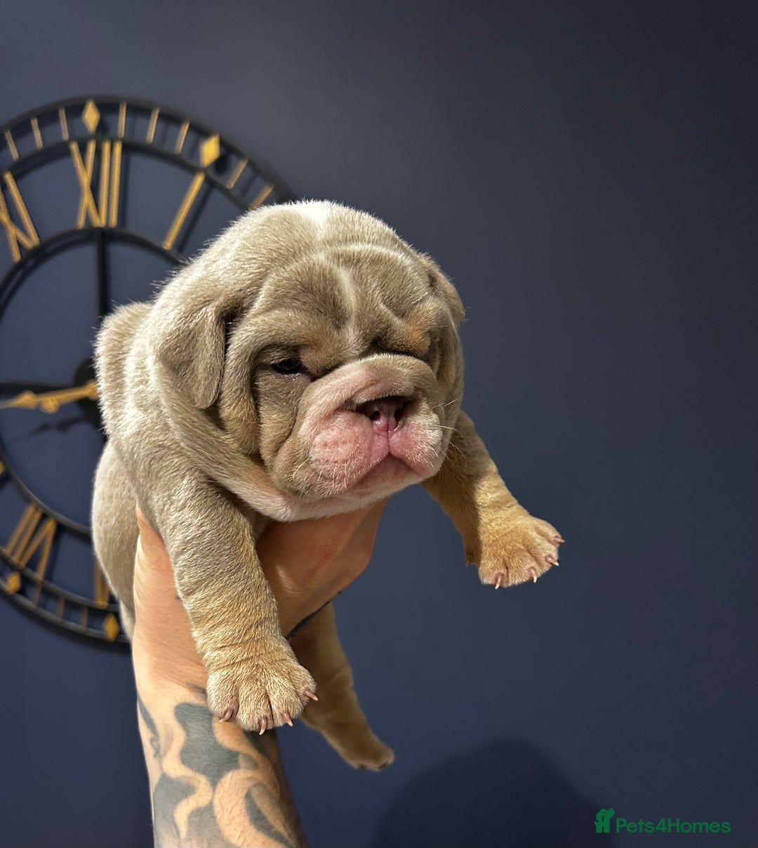 Mixed Breed dogs for sale: English bulldogs  - Advert 12