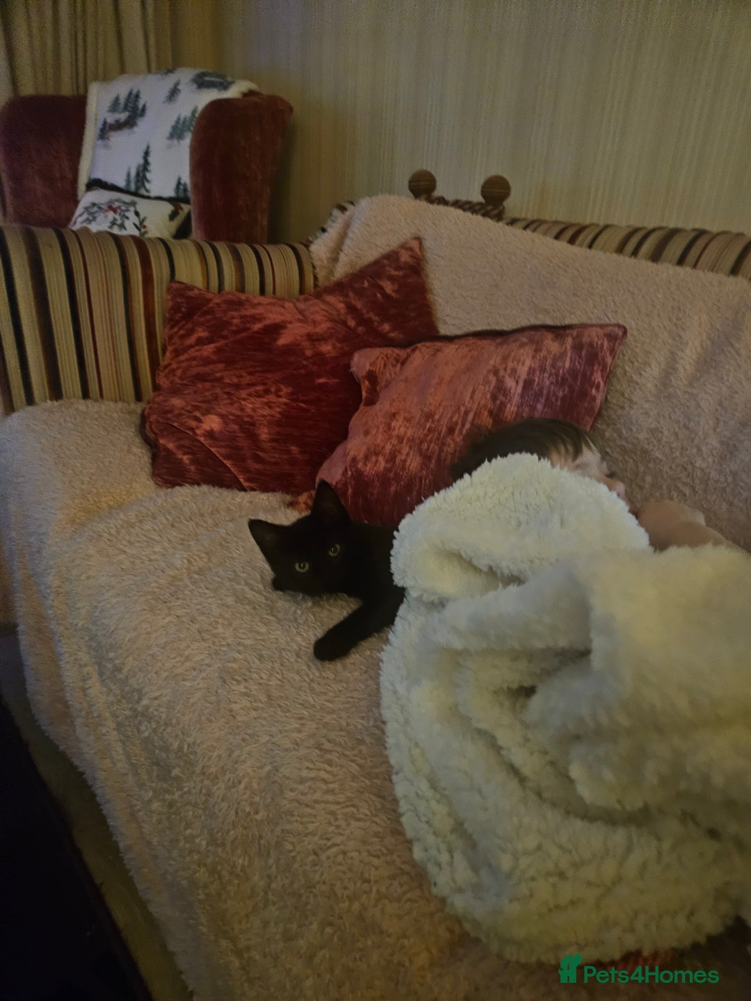 Mixed Breed cats for sale: Kitten for sale £20 - Advert 3