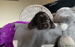 Cocker Spaniel dogs for sale: KC Reg Show Cocker Ext health tested - Image 16