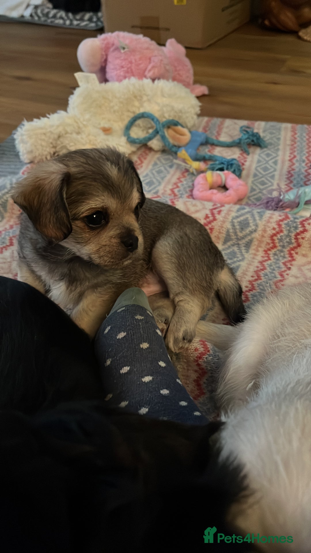 Mixed Breed dogs for sale: Beautiful little boy - Advert 4