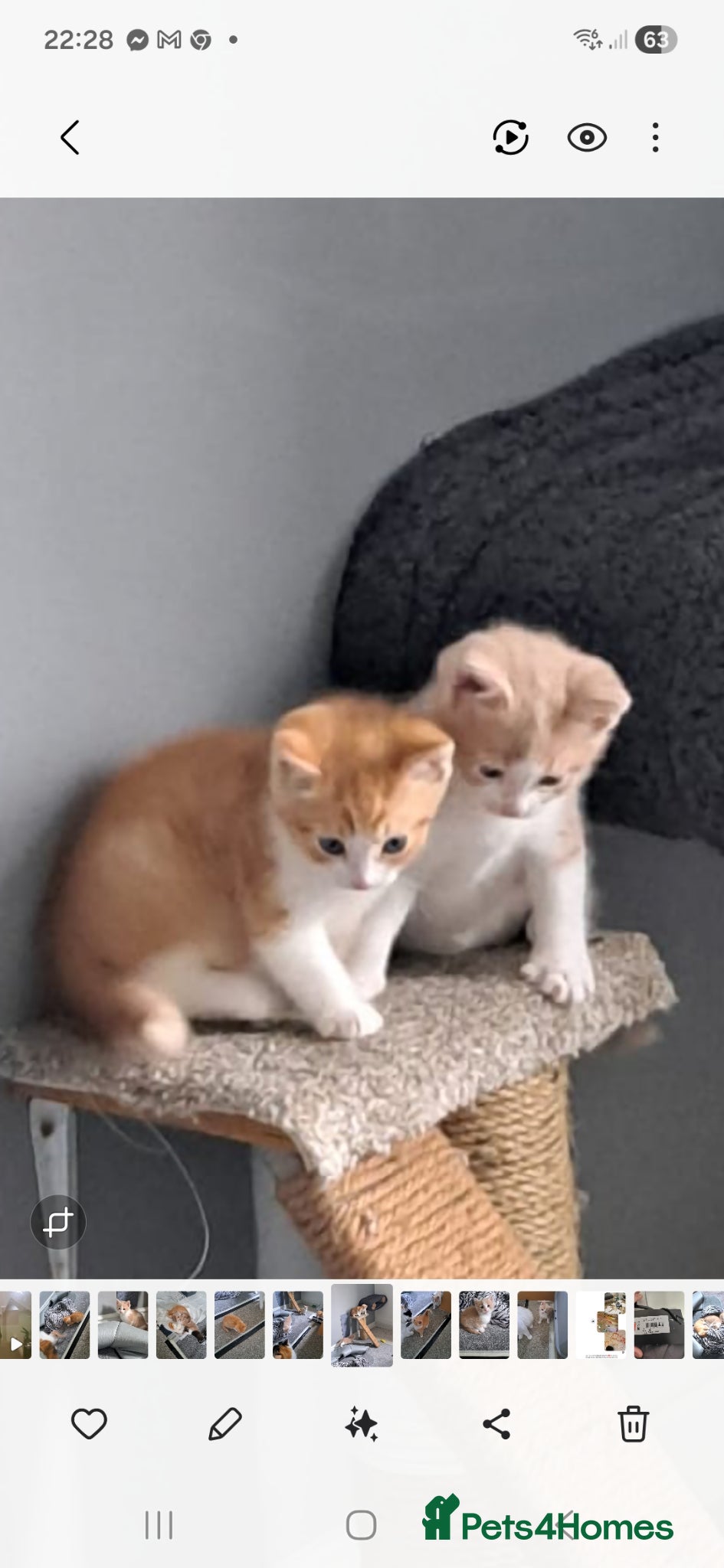 Mixed Breed cats REDUCED PRICE - Gorgeous 1/4 main coon kittens  - Advert 2