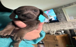 Dachshund dogs for sale: Miniature Dachshund  - Image 1