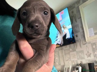 Dachshund dogs - Advert 15