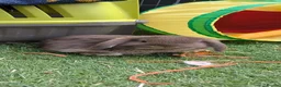 Mini Lop rabbits for sale: Beautifully slate grey otter lops - Advert 2