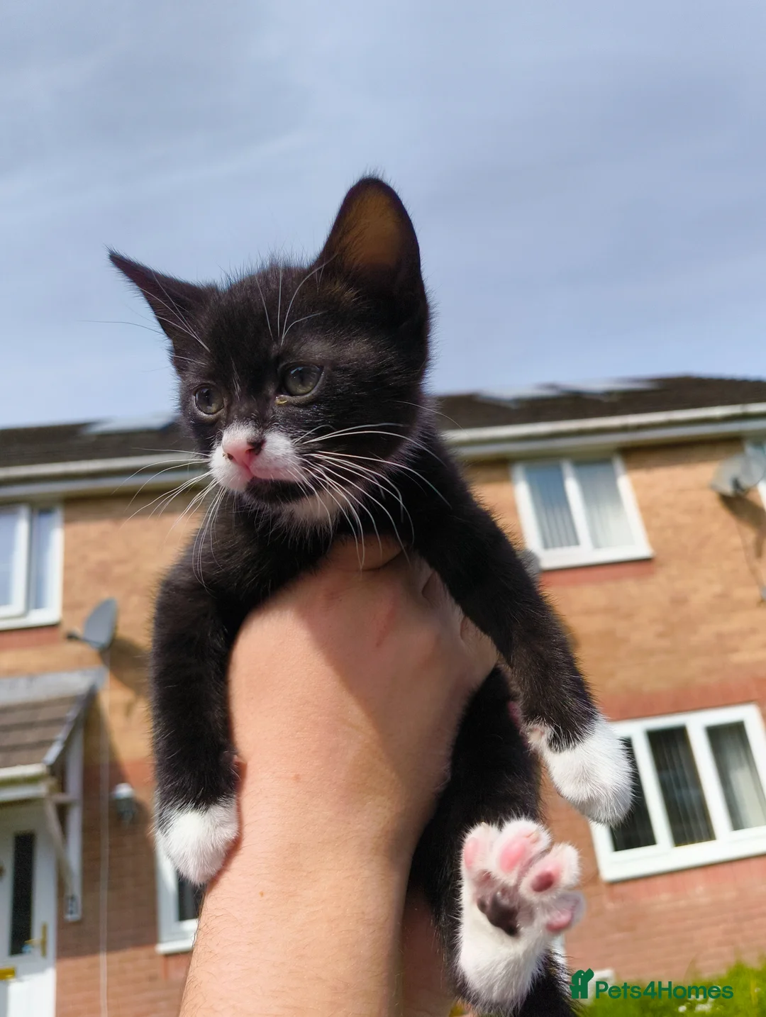 Mixed Breed cats for sale: Kitten- boy in Bristol - Advert 1