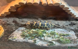 Hermann Tortoise reptiles for sale: Dwarf tortoise looking for a loving home  - Image 4