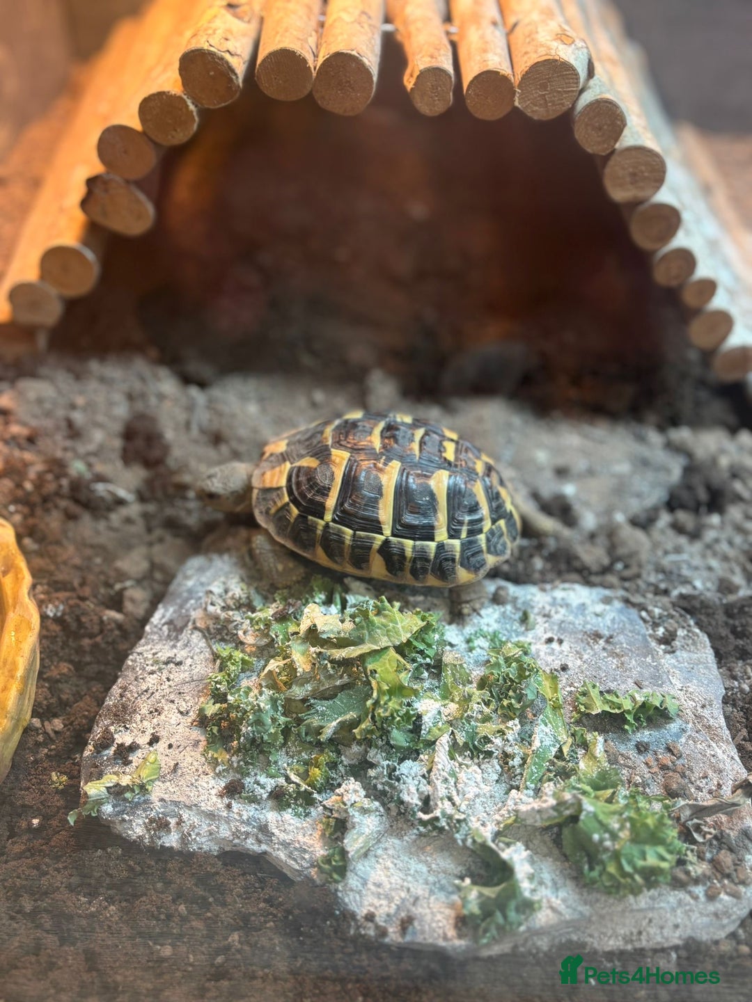 Hermann Tortoise reptiles for sale: Dwarf tortoise looking for a loving home  - Image 4
