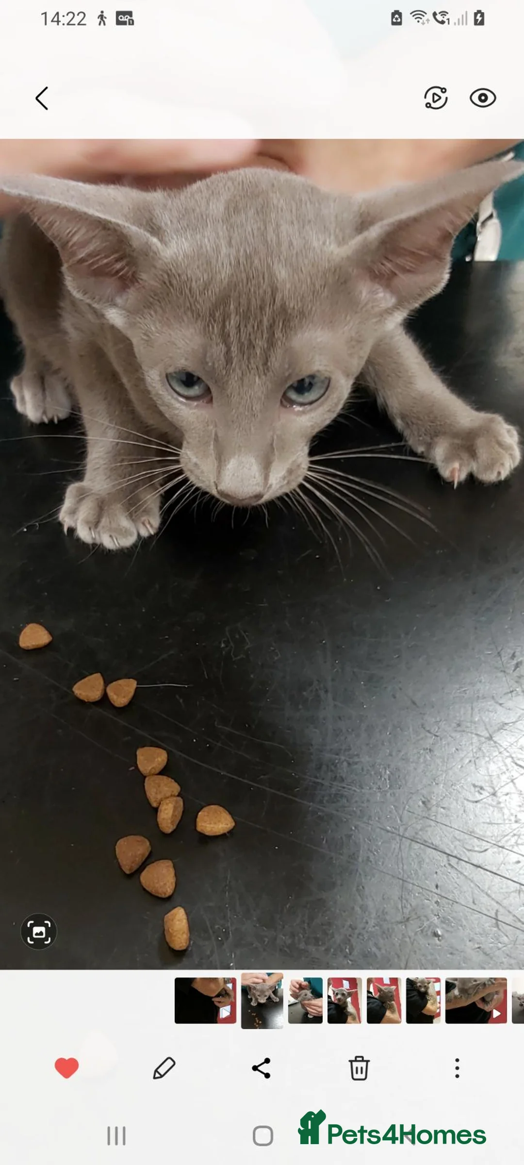 Oriental cats for sale: FULL Pedigree Oriental XL size ears GCCF - Advert 2