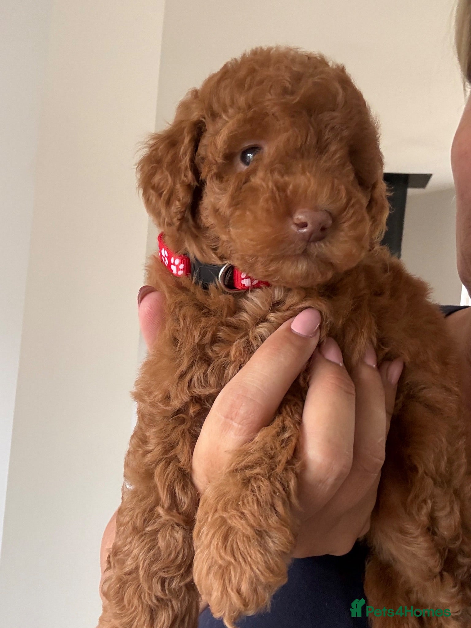 Cavapoo dogs Exceptional health tested Cavapoo puppies - Advert 1