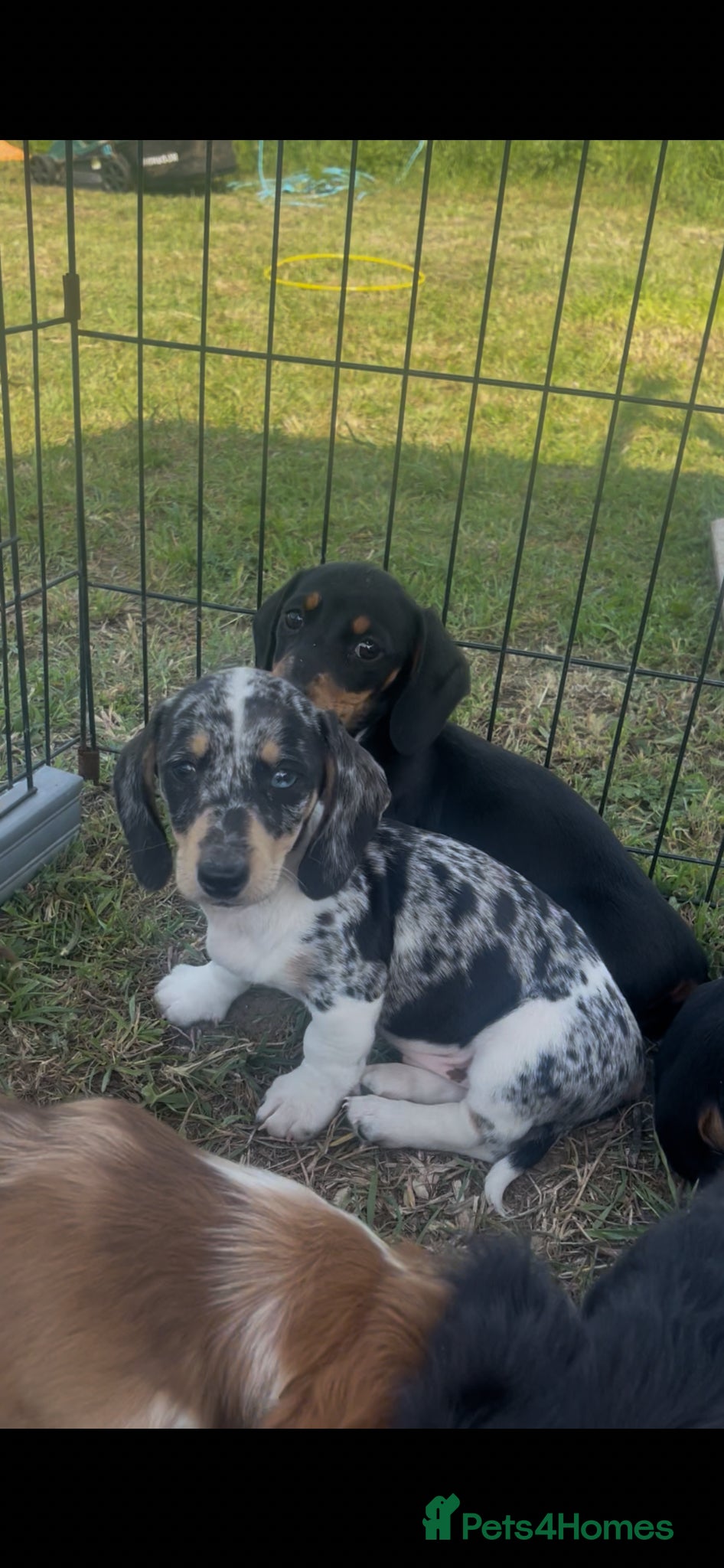 Miniature Dachshund dogs ❌Stunning Puppies❌ - Advert 1
