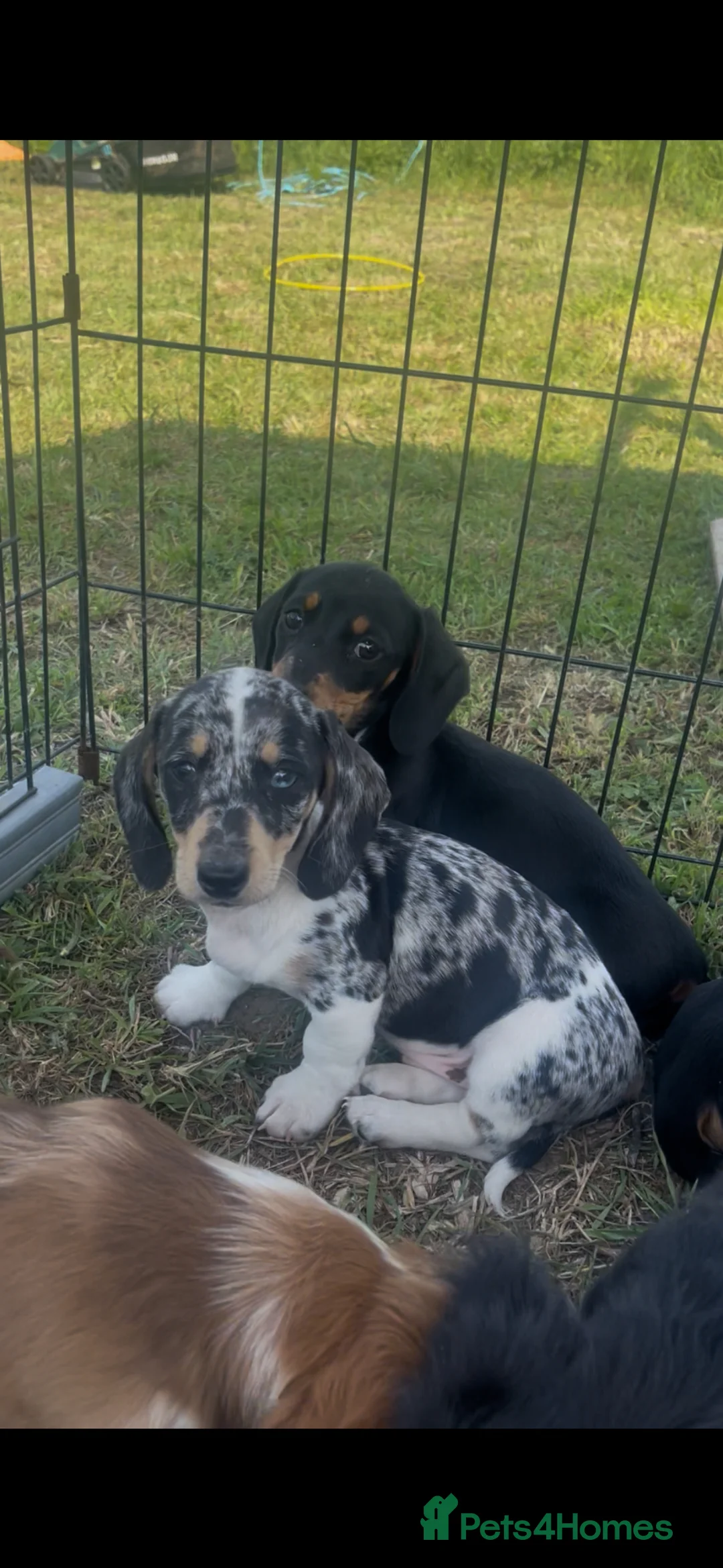 Miniature Dachshund dogs for sale: ❌Stunning Puppies❌ - Advert 1