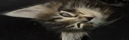 Maine Coon cats for sale: Maine coin x bengal kittens  in Melksham - Advert 11