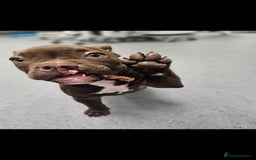 Mixed Breed dogs for sale: Very special extra small Bully type.  - Image 2