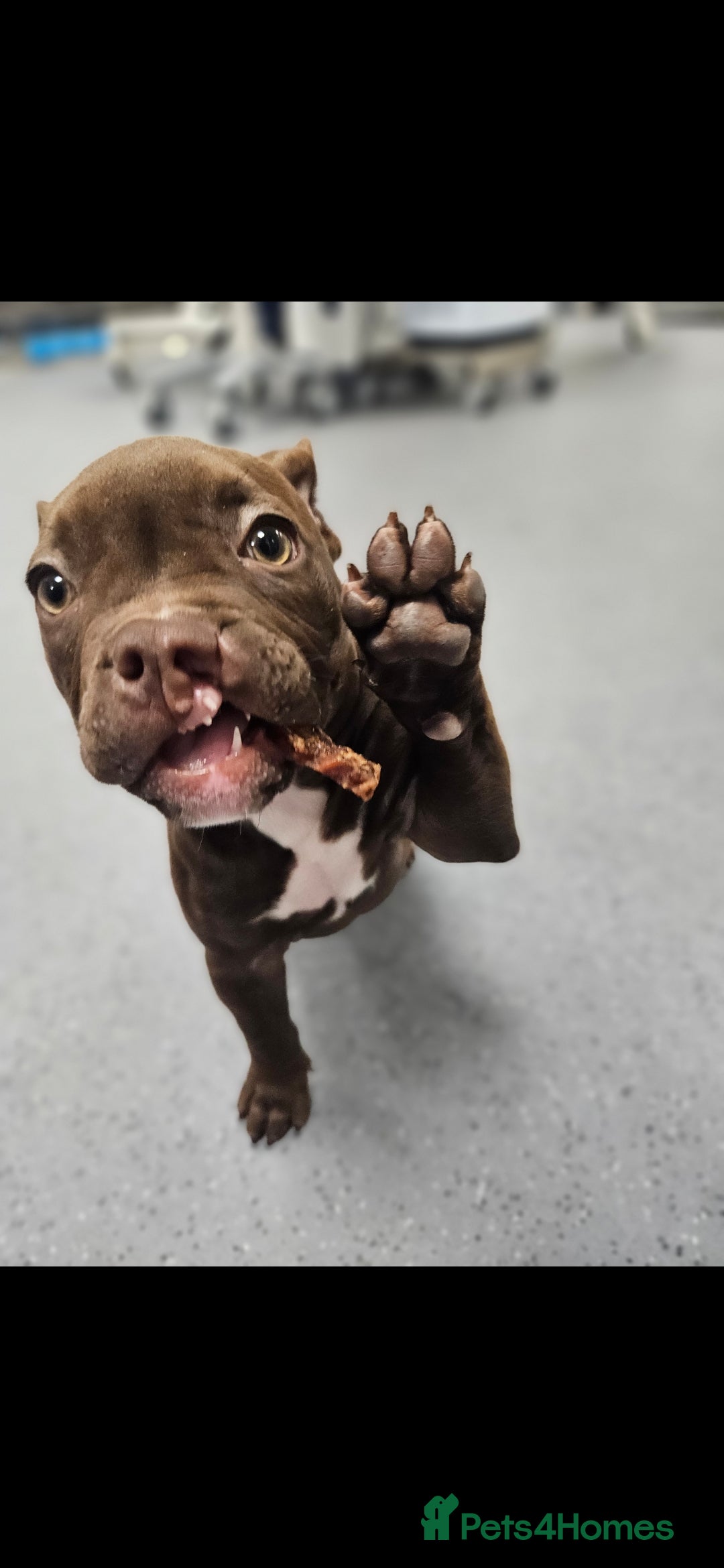 Mixed Breed dogs for sale: Very special extra small Bully type.  - Image 2