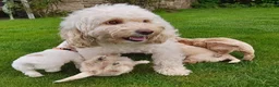 Cockapoo dogs for sale: 5 gorgeous F2 Cockapoo pups – to leave Wed 3 June in Ripon - Advert 5