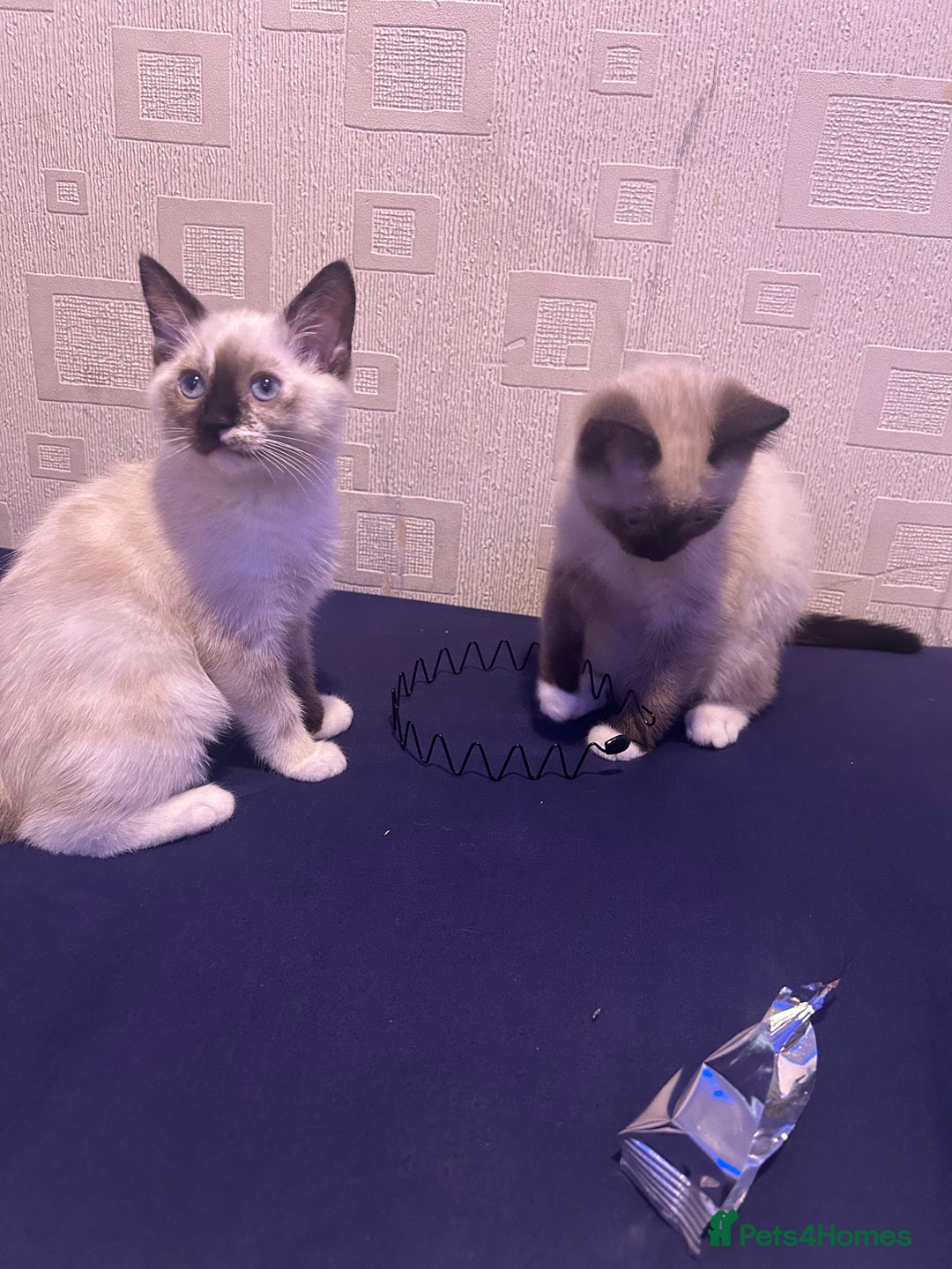 Ragdoll cats for sale: 2 ragdoll siblings for sale  - Image 2