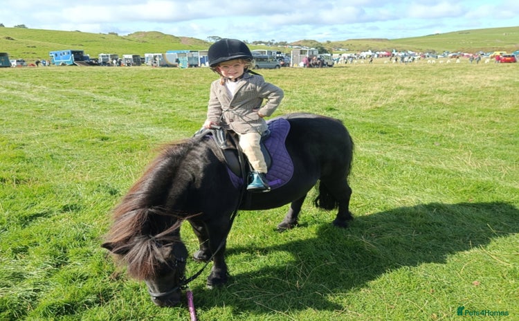 Shetland pony horses - Advert 12