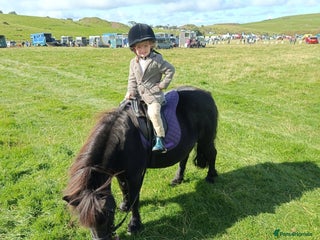 Shetland pony horses - Advert 8