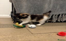 Mixed Breed cats for sale: 5 beautiful fluffy kittens  - Image 9