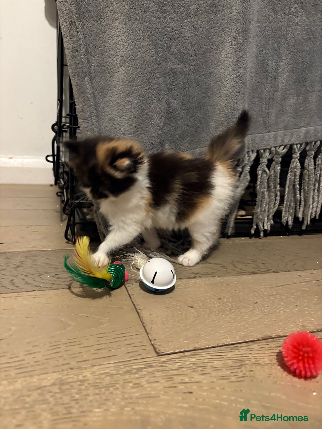 Mixed Breed cats for sale: 5 beautiful fluffy kittens  - Image 9