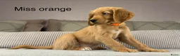 Goldendoodle dogs for sale: BEAUTIFUL HEALTHY LOVING PUPPIES  - Advert 35