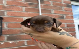 Miniature Dachshund dogs for sale: Miniature dachshunds - Image 3