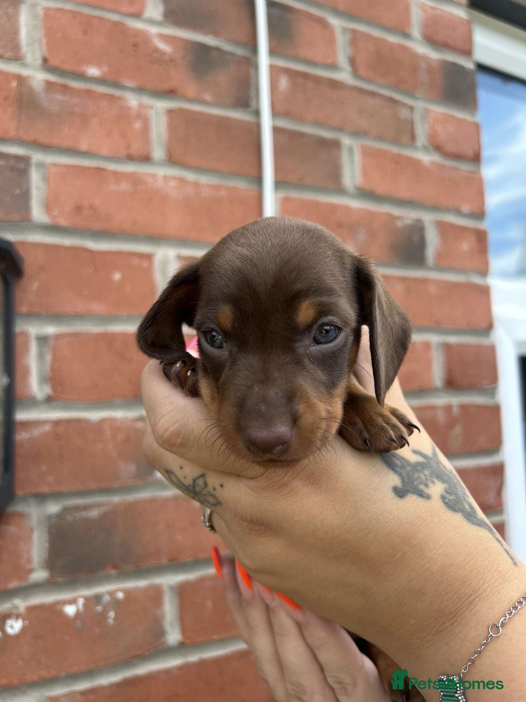 Miniature Dachshund dogs for sale: Miniature dachshunds - Image 3