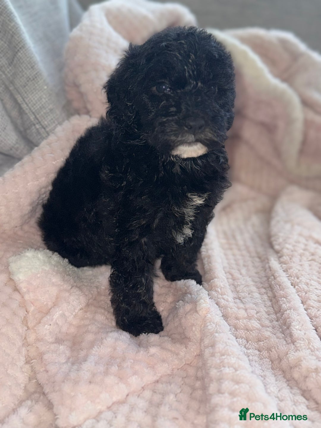 Sheepadoodle dogs for sale: Mini Sheepadoodle reduced **2 remaining  - Image 19