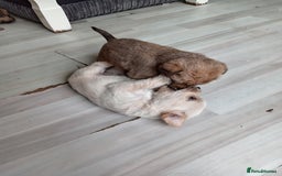 Mixed Breed dogs for sale: Patterdale mix - Image 4