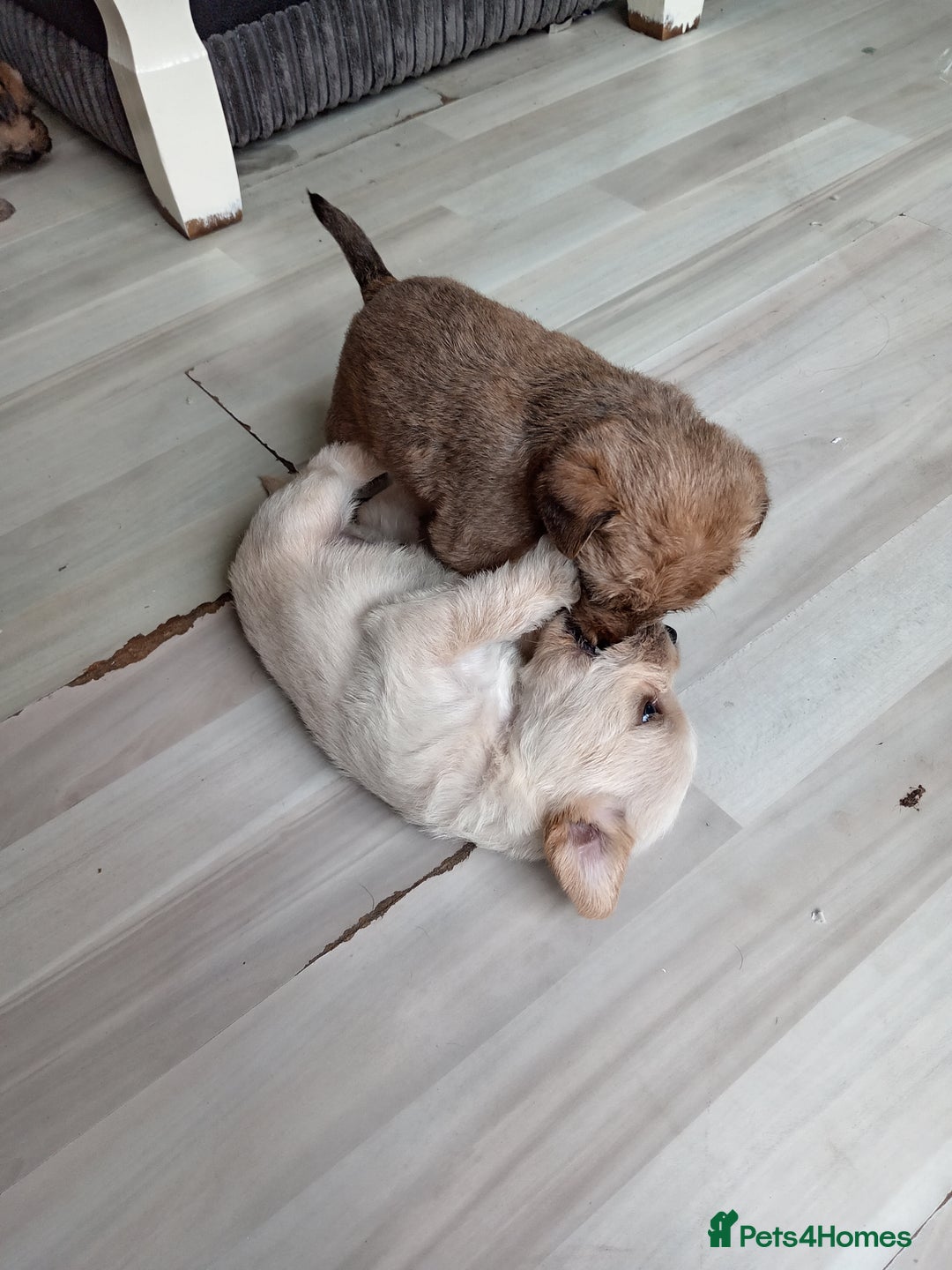 Mixed Breed dogs for sale: Patterdale mix - Image 4