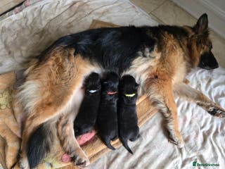 German Shepherd dogs Rare All-Black GSD Girls - Parents Owned & Present - Advert 5