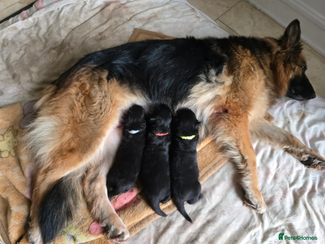 German Shepherd dogs for sale: Rare All-Black Blue-eyed GSD - Parents owned - Advert 2