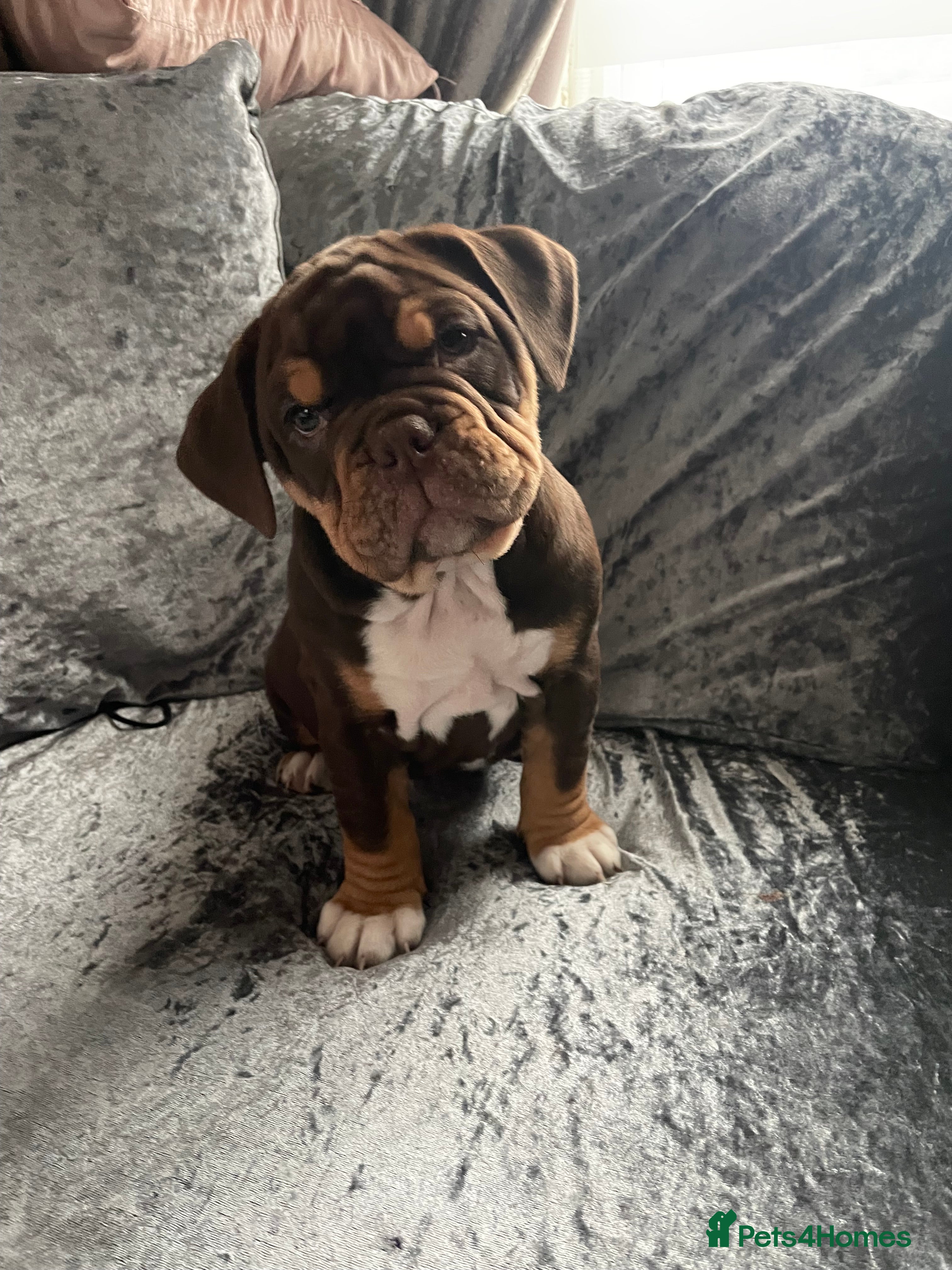 Olde English Bulldogge dogs NEBBR registered Olde English bulldogge puppies - Advert 6