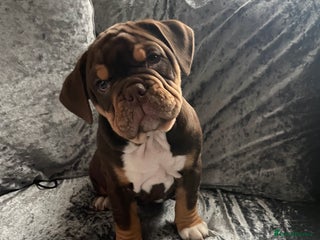 Olde English Bulldogge dogs NEBBR registered Olde English bulldogge puppies - Advert 6